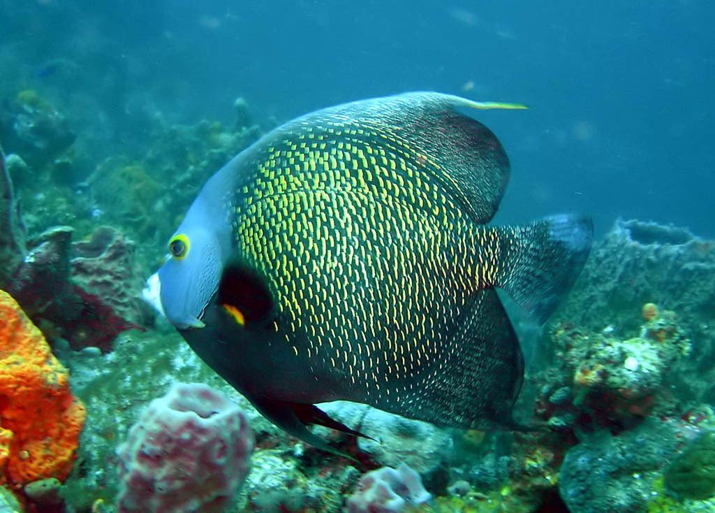 A-French-Angelfish-in-Tobago A-French-Angelfish-in-Tobago