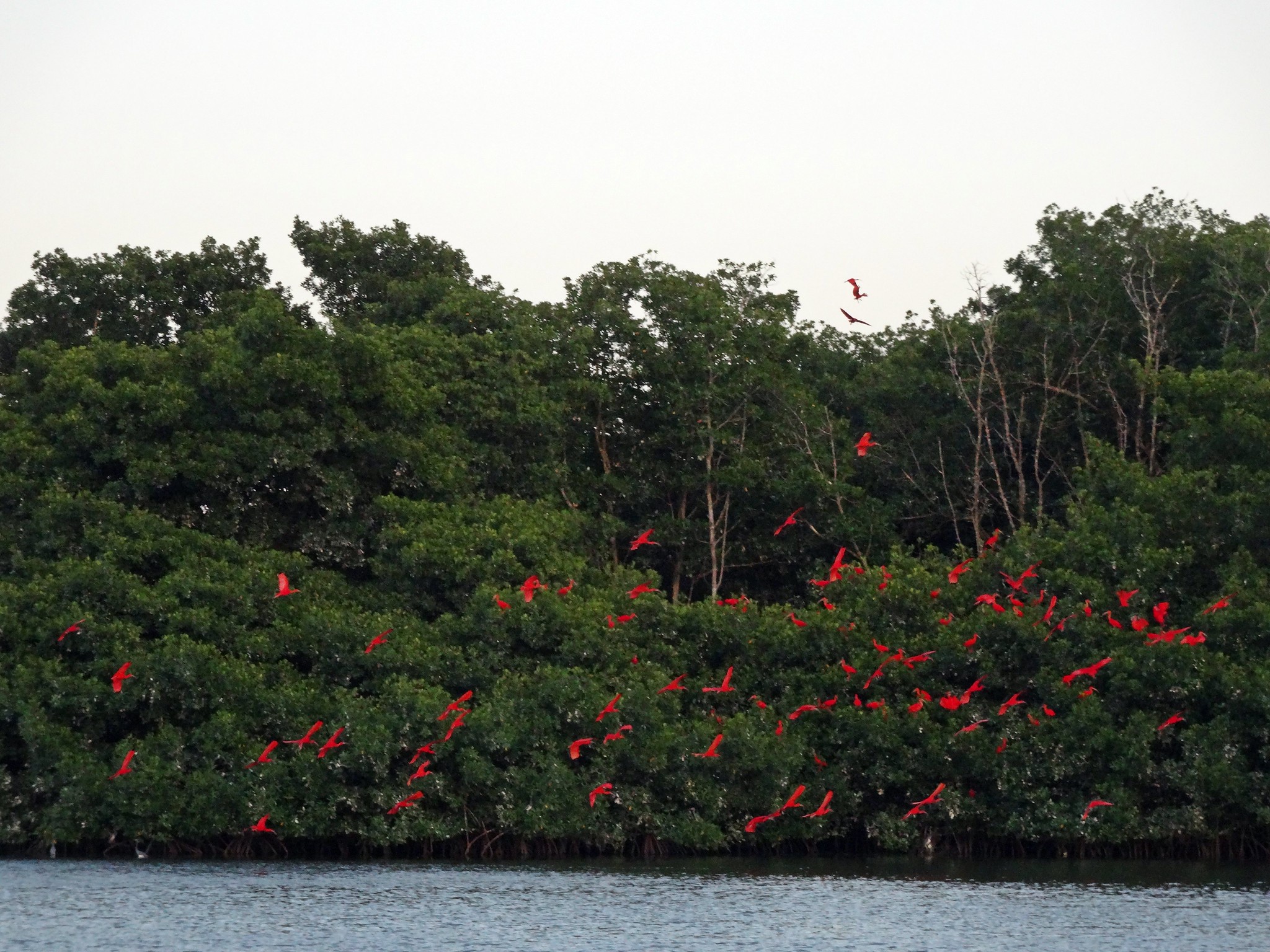 caroni swamp